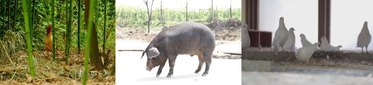 野生物養殖場圖片